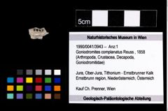 Foto (Objekt + Etikett) von Goniodromites complanatus (Reuss, 1858)  (NHMW-GEO-1990-0041-3943)